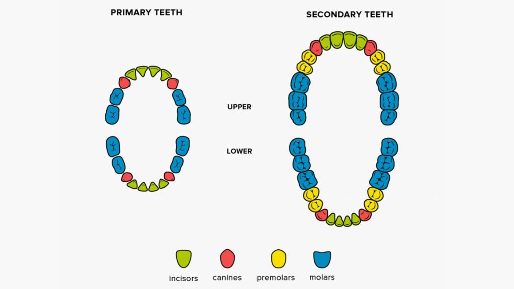 How Many Teeth Do Adults Have on the Bottom