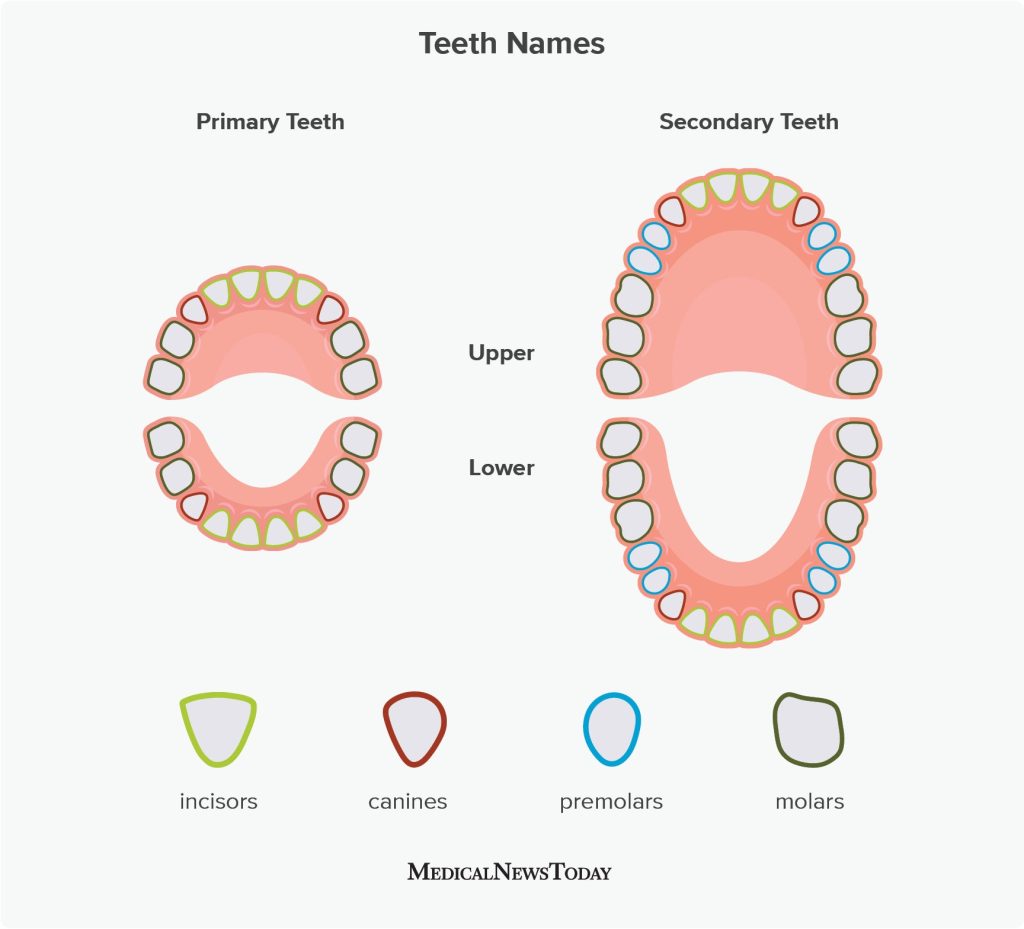 How Many Teeth Do Adults Have With Wisdom Teeth