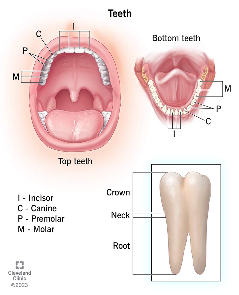 Types of Teeth in Human